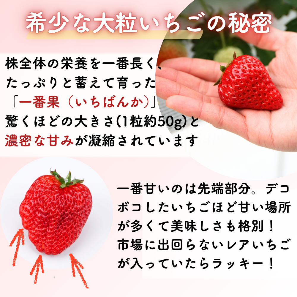 大粒 完熟いちご 先行予約 1月・2月限定発送 紅ほっぺ ほしうらら よつぼし かおり野 スターナイト 基準糖度12度以上 苺 贈答用 産地直送 岡山県西粟倉村 M-FI-A69A