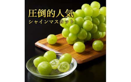 《山形県産》 新鮮 シャインマスカット 1kg（1房 - 3房）【2025年9月中旬～10月頃発送予定】　013-B-JA008