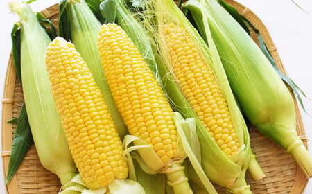 熊本県産 スイートコーン 約3.5kg 【2026年5月下旬発送開始】 野菜 やさい とうもろこし トウモロコシ コーン 国産