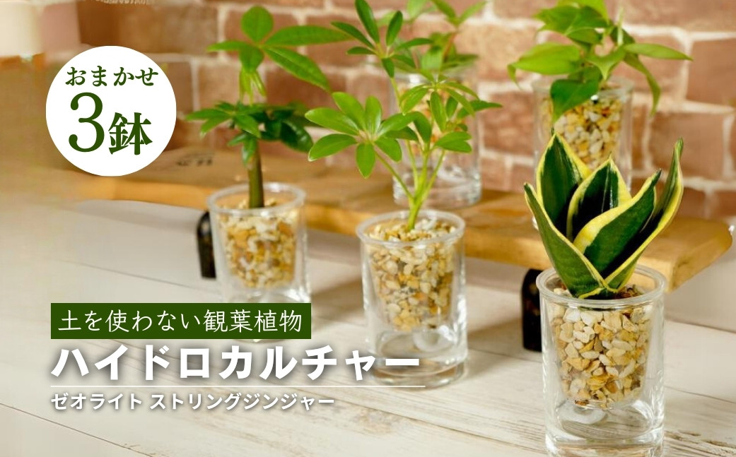 
                  観葉植物 セット 3鉢セット ストリングジンジャー 器 W5×H10cm Green Walk ハイドロカルチャー 観葉植物 セット 観葉植物 セット 観葉植物 セット 観葉植物 セット 観葉植物 セット 観葉植物 セット 観葉植物 セット ハイドロカルチャー ハイドロカルチャー 3鉢セット 3鉢セット 観葉植物 3鉢 観葉植物 3鉢 底面給水 底面給水 インテリアグリーン インテリアグリーン
                