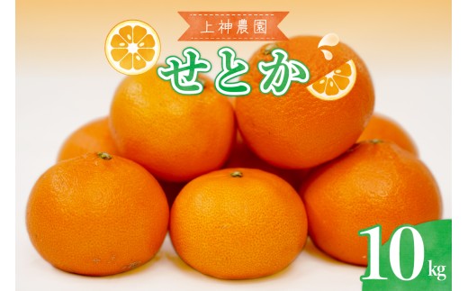 【2026年2月初旬～発送】上神農園 の 広島県産 せとか 約10kg ku011-010-25