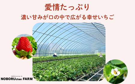 【先行予約】いちご 古都華いちご 4P idm002【2027年1～4月発送】