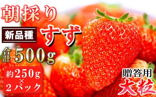 
農家直送 南関町産いちご(新品種すず)　2L以上大粒厳選2パック 贈答用
