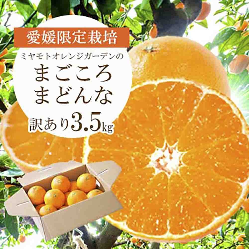 
                  ＜紅まどんなと同品種＞愛媛果試28号 まごころまどんな 3.5kg 訳あり|愛媛県八幡浜産_みかん ミカン マドンナ 紅まどんな同品種 柑橘 柑橘類 フルーツ 果物 くだもの 人気 美味しい 愛媛県 八幡浜 ふるさと 訳あり【1166250】 YWTAP076
                