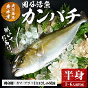 【ふるさと納税】鹿児島県垂水市産カンパチ(半身)甘口さしみ醤油付き かんぱち カンパチ 魚 海鮮 魚介 刺身 さしみ しゃぶしゃぶ 焼魚 煮魚 国産 鹿児島県産 垂水市産 冷蔵【国分活魚】B2-6401