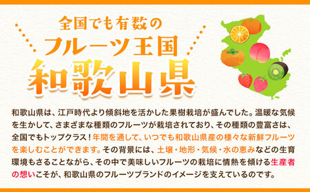 【秀品】 冬のみかん コイコク(恋い告) 2.7kg 黒潮フルーツファーム《11月下旬-12月下旬頃出荷》和歌山県 紀の川市 みかん ミカン 果物 フルーツ