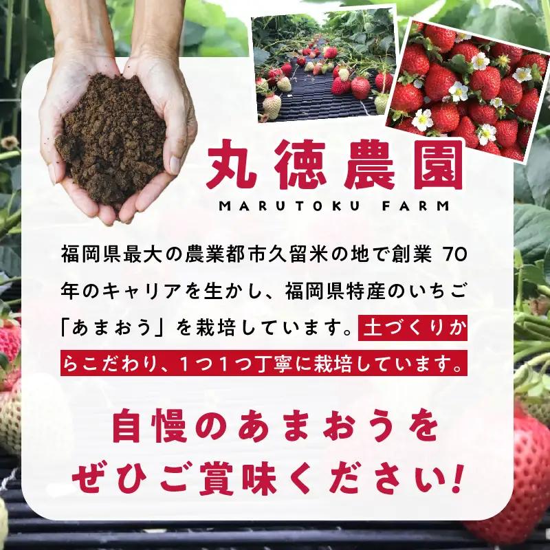 【2027年2月より順次発送】丸徳農園の福岡県産あまおう_ あまおう いちご 果物 フルーツ 〔Fi038〕
