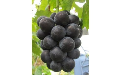 【2026年先行受付】平井山観光ぶどう園産ブラックビート2kg