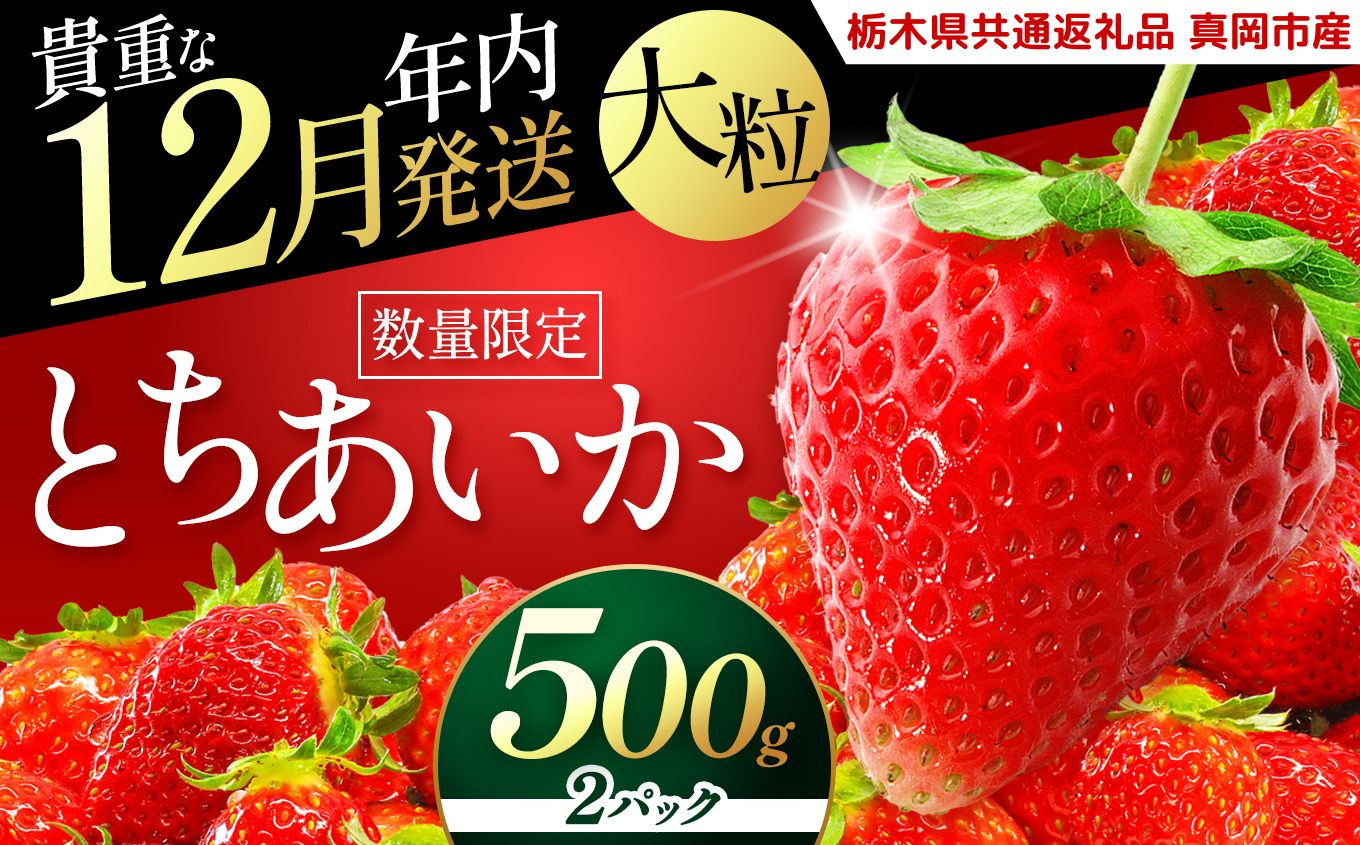 いちご 年内発送 初摘みとちあいか 500g以上【2026年12月先行予約】 | 苺 イチゴ 栃木県共通返礼品 真岡市産 栃木県矢板市 【年内発送】とちあいか 500g｜10000円