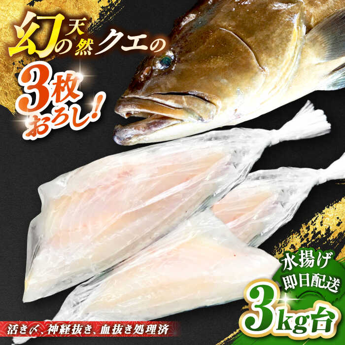 【ふるさと納税】天然クエ（3キロ台・3枚おろし） 《壱岐市》【壱岐島　玄海屋】[JBS055] クエ 魚 刺身 しゃぶしゃぶ 230000 230000円 23万円 のし プレゼント ギフト 冷蔵配送