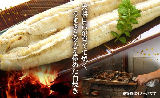 うなぎ 定期便 12回 うなぎ白焼き120g 3尾(無頭) Wun-0042