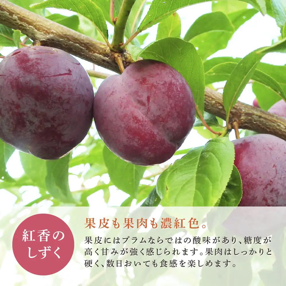 プラム 1kg 北海道産 プラム 紅香のしずく すもも