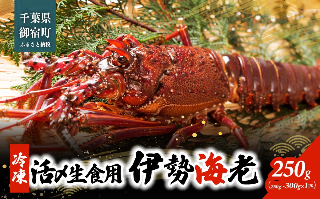 
                  B136 活〆生食用伊勢海老（冷凍）２５０ｇ（２５０～３００ｇ）×１匹
                