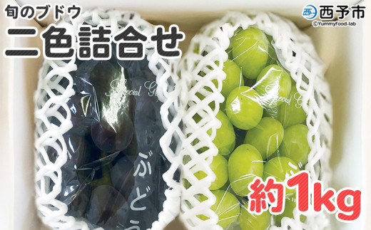 予約受付＜旬のブドウ 西予市産 二色詰合せセット 約1kg＞ 果物 フルーツ ぶどう 葡萄 2種類 セット 詰め合わせ つめあわせ 食べ比べ お楽しみ 期間限定 季節限定 食べて応援 特産品 愛媛県 西予市【冷蔵】『2026年8月中旬～8月下旬迄に順次出荷予定』