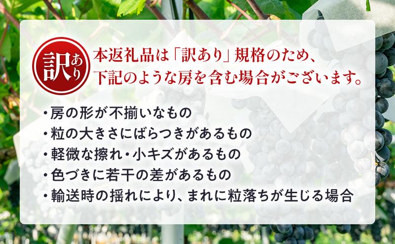【★先行予約】【訳あり】長野県産巨峰 約300g×3房 見た目にワケあり 味はそのまま ぶどう ブドウ 果物 旬のフルーツ 長野県 上田 信州