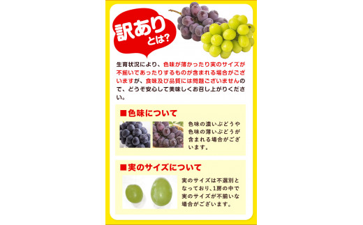 訳あり ニューピオーネ シャインマスカット 詰め合わせ 約1.2kg 2房《9月上旬〜10月中旬頃に出荷予定》