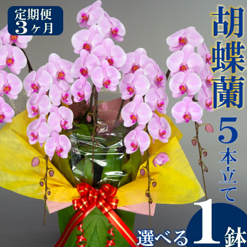 【ふるさと納税】【定期便3ヶ月】【選べる1鉢】胡蝶蘭 5本立て ピンク 白 訳あり お花 花 はな フラワー ギフト 贈り物 プレゼント お祝い フラワーアレンジメント インテリア 鑑賞 鉢 栽培 園芸 ガーデニング 花瓶 須崎洋蘭園