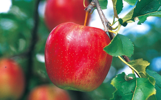 りんご 4.5kg 九州産