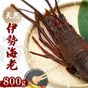 【ふるさと納税】 産地直送 ! ＜ 生 ＞ 伊勢海老 ( レシピ付き ) 800g おすすめ えび 海老 贈答 生きたまま発送 いせえび 人気