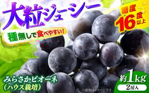 【2026年先行予約】ぶどう みらさかピオーネ（ハウス栽培）1kg 2房入 ＜7月中旬頃から順次発送＞ ぶどう 種なし 種無し ピオーネ 大粒 葡萄 ブドウ 果物 果実 マスカット 巨峰 掛け合わせ フルーツ デザート 甘み 酸味 糖度 果汁 ジューシー 瑞々しい 美味しい お取り寄せ 特産品 産地直送 贈答 ギフト 手土産 ハウス 栽培 広島  三次市/みらさかピオーネ直売所 [APBE001]