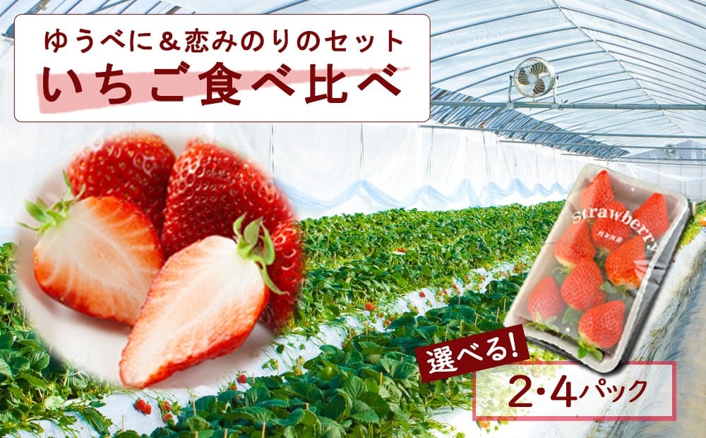 
                  【選べる内容量】いちご食べ比べセット ゆうべに・恋みのり　選べる 2パック 4パック 旬  高藤農園 いちご フルーツ 果物 ゆうべに 恋みのり お取り寄せ 冷蔵 ふるさと納税 熊本県 阿蘇市
                