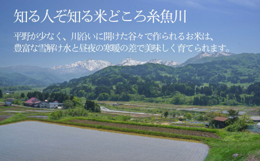 【令和8年産新米】新潟県産こしいぶき『臼玉米』5kg×10回 合計50kg 2026年産 木島米穀店【新潟県 糸魚川市 米 お米 白米 こめ コメ コシイブキ ご飯 ライス ふるさと納税米 お弁当 お