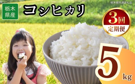 【3回定期便】栃木県産 コシヒカリ 5kg | 栃木県 下野市