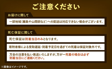 【先行予約】ミックスメダカ 10匹【配達不可：北海道・沖縄・離島】[AEDD006]