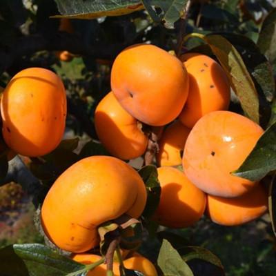 ふるさと納税 かつらぎ町 【秋の味覚】和歌山産たねなし柿ご家庭用約7.5kg(サイズおまかせまたは混合)(かつらぎ町) |  | 02