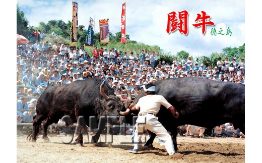 504「徳之島　ザ・闘牛」名場面集DVD5枚セット