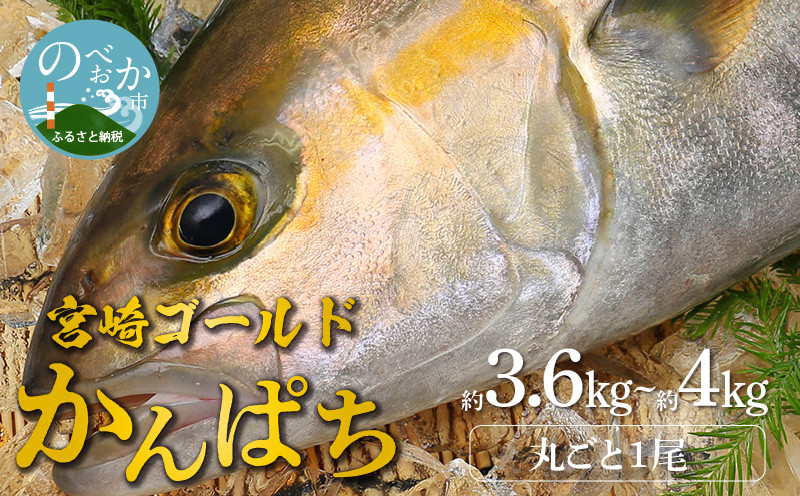 
            鰤屋金太郎【冷蔵】かんぱちセミドレス1尾約3.6kg～約4kg N018-YZB919
          