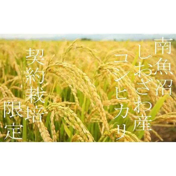 【令和7年産】【定期便 精米６Kg×９ヶ月】契約栽培限定 南魚沼しおざわ産コシヒカリ【定期便 銘柄米 ブランド米 精米 こしひかり コシヒカリ 魚沼産 新潟米 産地直送 お米 米 こめ コメ ご飯 御
