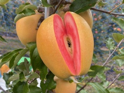 赤果肉 りんご なかののきらめき 約2.5kg 【012-72】