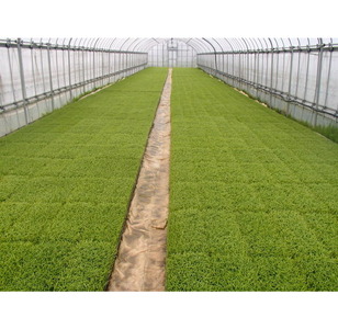 【発送時期が選べる】【新米】令和7年度産 能登産 コシヒカリ 能登夢米6kg （精米3kg×2袋）｜お米 白米  精米  ブランド米 こしひかり 石川県 七尾市 能登 復興 復興支援