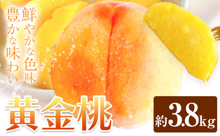 黄金桃 約3.8kg 花田青果株式会社《8月下旬-9月上旬頃出荷》岡山県 浅口市 黄桃 桃 もも 旬 フルーツ 果物 【配送不可地域あり】（離島）