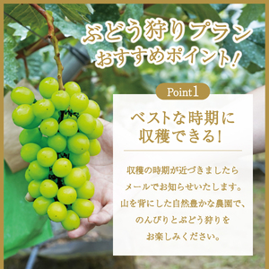 富士吉田市産　ブドウ狩りプラン(シャインマスカット) ぶどう 葡萄 体験 収穫 フルーツ狩り 果物狩り フルーツ 果物 シャイン シャインマスカット 収穫体験 