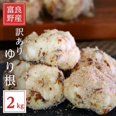 ふるさと納税 富良野市 2026年秋発送開始 北海道富良野産　訳あり　ゆり根　2kg