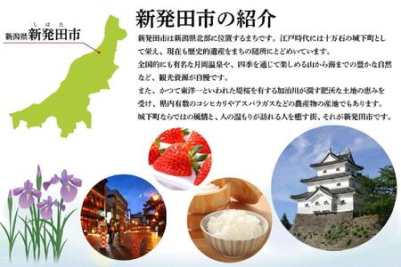 【定期便 2か月】 父の日 サッポロビール 風味爽快ニシテ 500ml × 24本 定期便 ビール 新潟 限定 ビイル サッポロ ご当地 取り寄せ 酒 お酒 さけ sake アルコール ギフト プレゼ