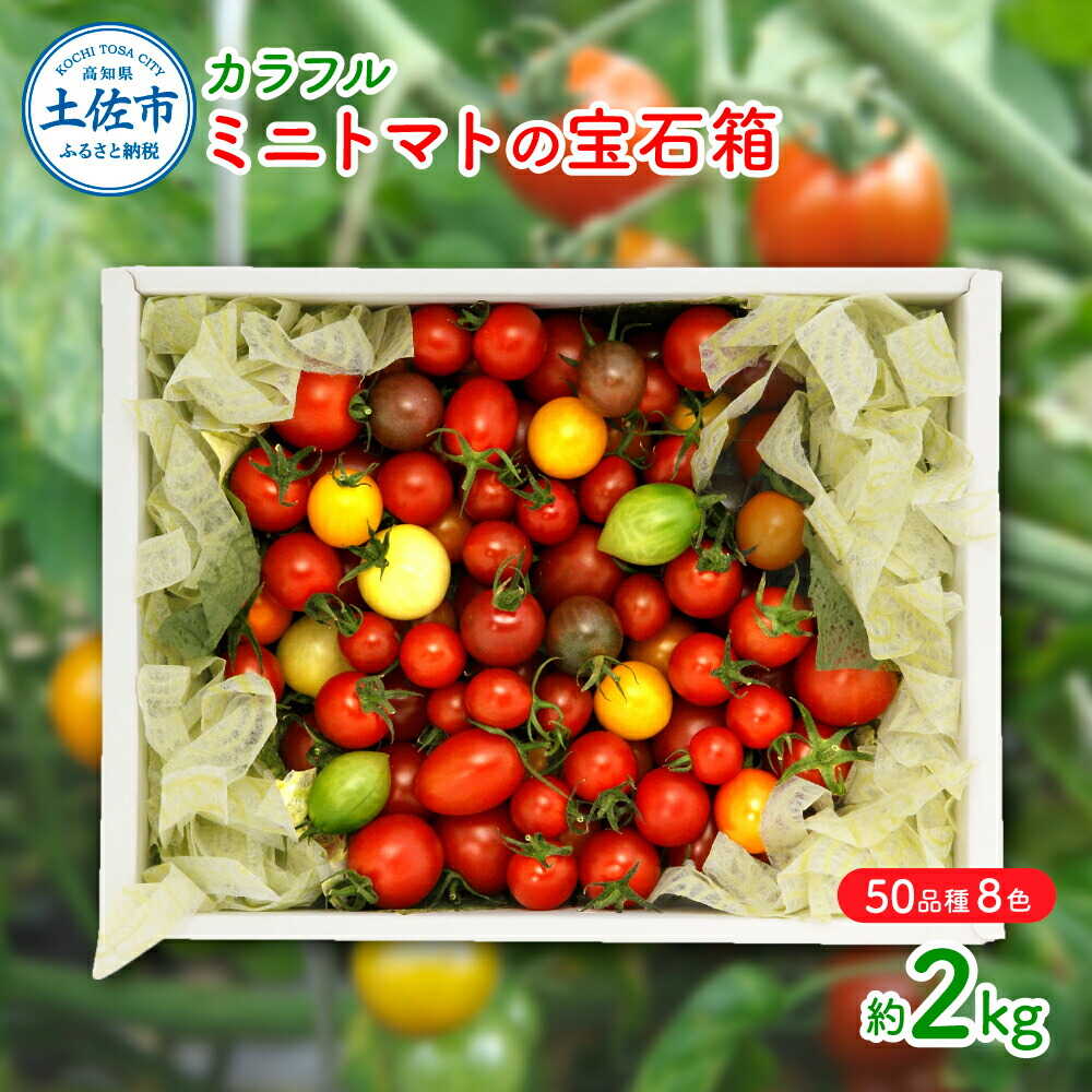 【ふるさと納税】【先行予約】カラフルミニトマトの宝石箱 （約2kg）〈2026年12月下旬から順次発送〉 トマト ミニトマト とまと カラフルミニトマト 詰め合わせ 15品種以上 新鮮野菜 美味しい サラダ 野菜 高知県産 季節野菜 高知県土佐市/ファーム輝[BQBM007]