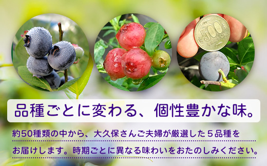 【期間限定】南大隅産 (生) ブルーベリー 食べ比べセット (5品種を1パックずつ) 100g×5P BO-2｜鹿児島県 南大隅町 旬 産地直送 果物 フルーツ くだもの 新鮮 農園 冷蔵 本土最南端