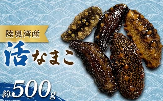 陸奥湾産 活なまこ 約500g 【飛佳丸】 ナマコ 海鮮 海の幸 新鮮 とれたて なまこ酢 珍味 天然 郷土料理  刺身 刺し身 漁師直送 青森県 平内町 東北 むつ湾 おすすめ F21J-316