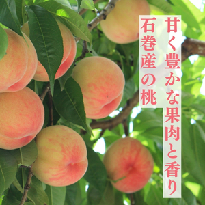 ≪先行予約 2026年発送≫ 石巻産桃 5kg もも