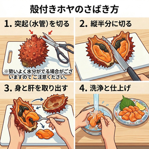 大船渡産 冷蔵 活 殻付きホヤ 10個 産地直送 