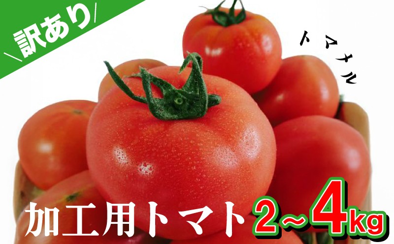 
                  【訳あり】 【先行予約】 加工用 トマト 2kg ~ 4kg トマメル とまと 野菜 産地直送 選べる 容量 料理 調理用 高糖度トマト リコピン ビタミンC 美容 ご自宅用 ご家庭用 栄養 甘い おいしい トマト パスタ ソース 夕飯 サラダ おかず 下関 山口 【 2027年4月中旬以降の発送 】【 期間限定 】
                