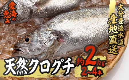 天然 クログチ (約2kg・計2-4本) 直送 産直 漁師 魚 鮮魚 天然 クログチ カマガリ 釜借 白身魚 獲れたて 刺身 煮つけ 塩焼き 冷蔵 豊後水道 鮮魚 大分県 佐伯市【CS09】【 (有)丸昌水産】