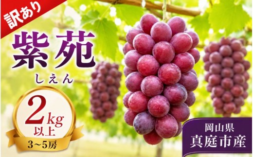 【2026年先行予約】【訳あり】紫苑  ２ｋｇ以上 (3~5房)【fsfm006-01】