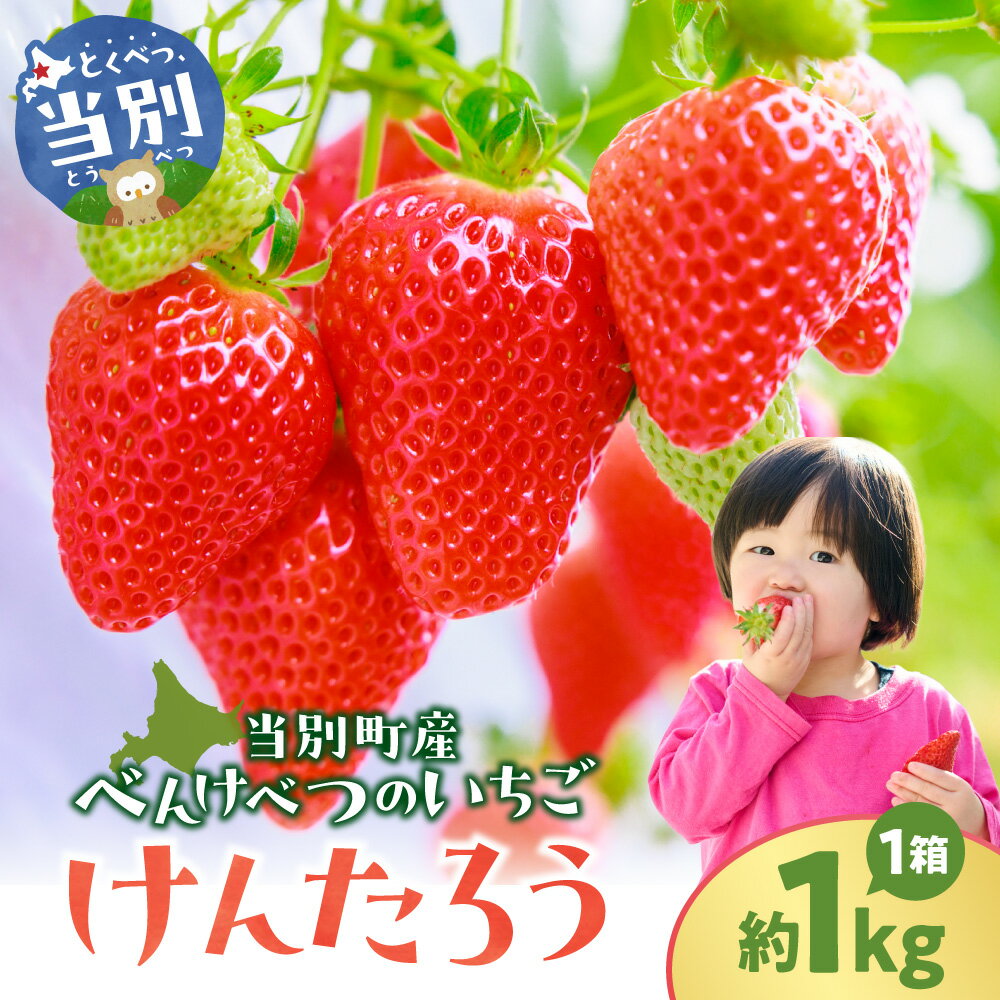 【ふるさと納税】【2026年先行予約】べんけべつのいちご けんたろう 約1kg (1箱4パック入り) 齊藤義也 いちご イチゴ フルーツ 果物 ギフト 北海道 当別町 送料無料 北海道産 お取り寄せ《2026年5月下旬-6月中旬頃出荷》