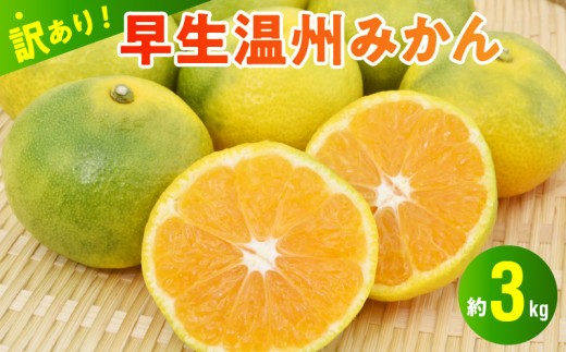 村田果樹園【訳アリ】早生温州みかん 約3kg _U101-0013