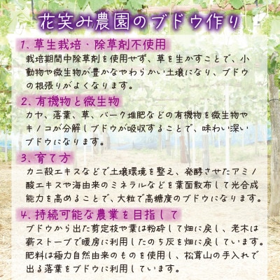 【2026年先行受付】岡山　花笑み農園の『オーロラブラック＆シャインマスカット』1kg(2房)AS【配送不可地域：離島・北海道・沖縄県】