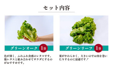 ＜洗わず食べられる・室内水耕栽培＞ 4種のレタス 8袋(80～130g/袋) | レタス フリルレタス ﾚﾀｽ グリーンジャケット グリーンリーフ サラダ菜 ﾚﾀｽ グリーンオーク 新鮮レタス ﾚﾀｽ